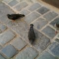 IMAG0009