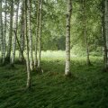IMAG0068_stitch