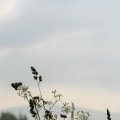 s_IMG_0599
