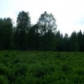 s_IMGP0315