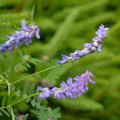 s_2012-07-07_19-21-26_DSC_6287