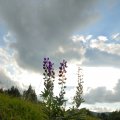 s_2012-07-07_19-47-32_DSC_6309