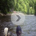 Ptdc0282-80