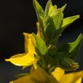 20150711_164608_LOE_3485