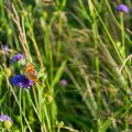 20150711_190818_LOE_3526