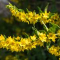20160709-171517-LOE_3263