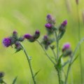 20160709-172922-_DSC6833