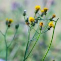 20160709-173402-_DSC6837