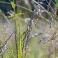 20160709-173847-_DSC6841