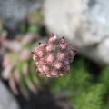 20160709-195722-LOE_3332