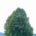 20170630-191521_LOE_4784