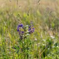 20170701-172753_LOE_4824