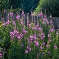 20190720-190022-LOE_9012