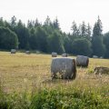 20190720-190539-LOE_9016